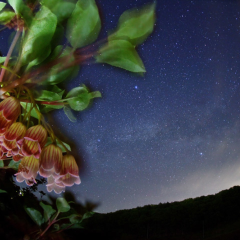 天の川の馬酔木(アセビ)