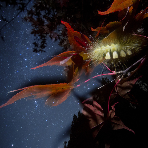 毛虫のカシオペア(想郷仙后座虫)