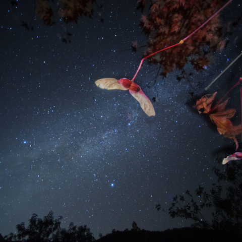 銀河のもみじ種（銀河種飛行隊)