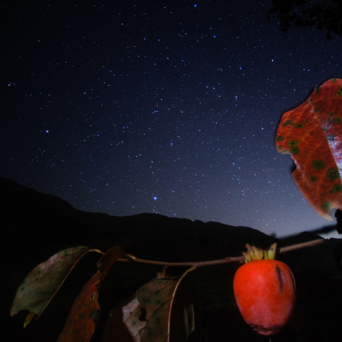 星柿の月川温泉