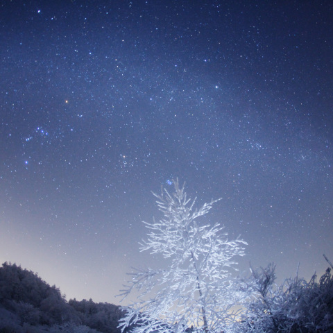 冬銀河の霧氷樹