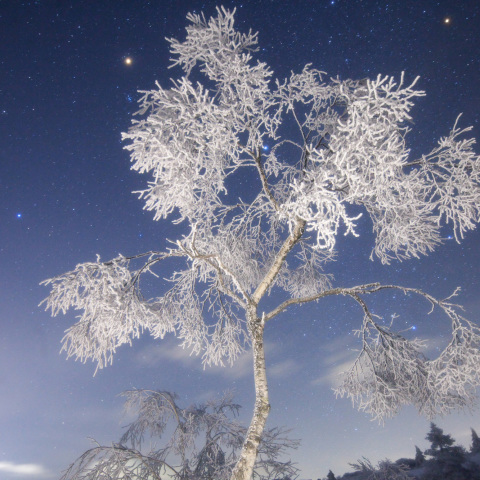 プレセペ火星の霧氷マダム