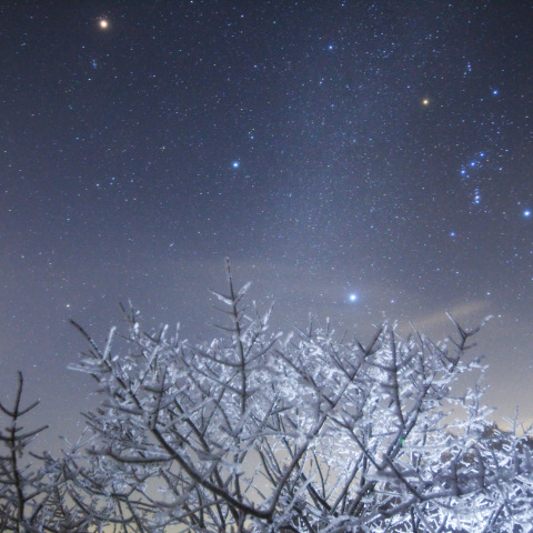 雨氷樹の冬銀河