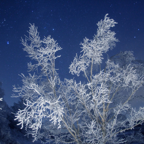 昴北斗の深海珊瑚