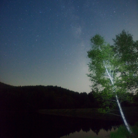 銀河の新緑白樺