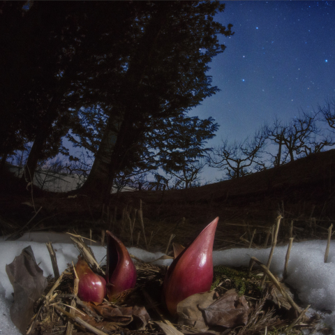 星夜のザゼンソウ家族