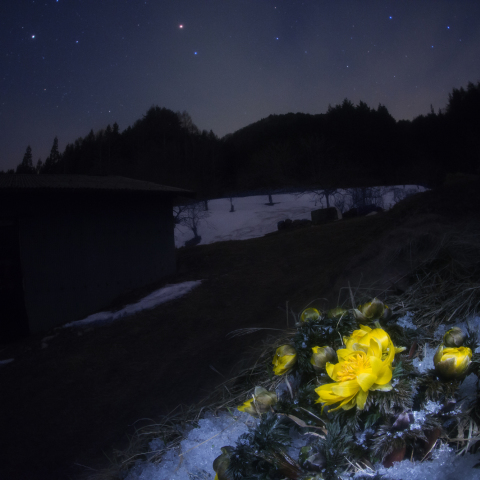 星夜の福寿草