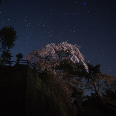 北斗の妙義石垣桜