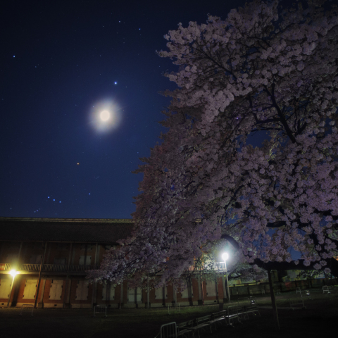 星月夜の西繭倉庫大桜(富岡製糸場）
