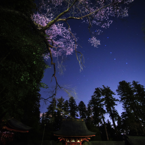 北斗の貫前神社桜(桜門）