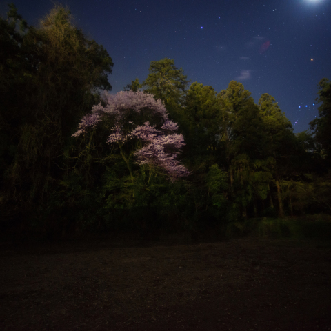 妖(あやかし)桜の貫前に輝く三ツ星
