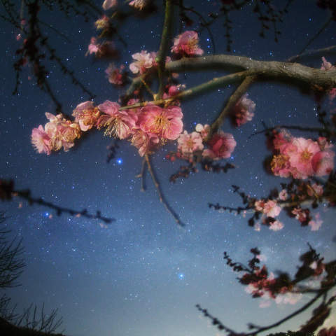 夏の大三角と紅梅