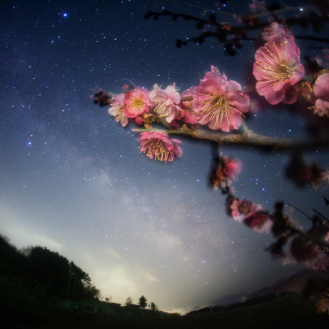 銀河の紅梅