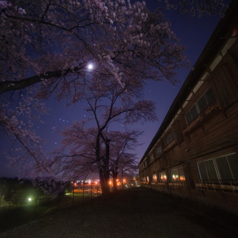 女工寄宿舎のオリオン桜(富岡製糸場)
