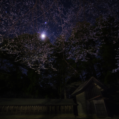月夜の二十二末社桜(貫前神社仮殿)