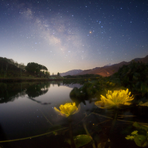 天の川のリュウキンカ