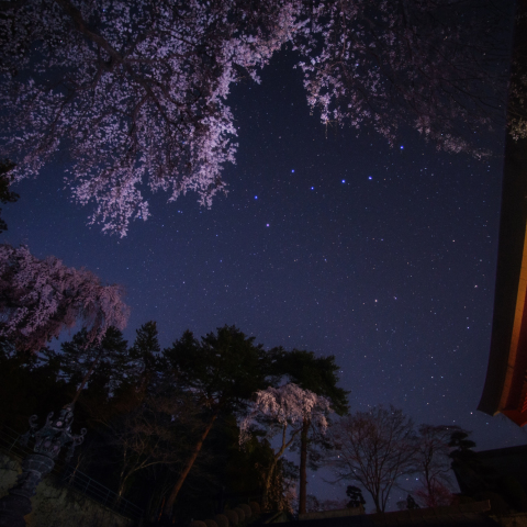 北斗七星の妙義神社総門桜群