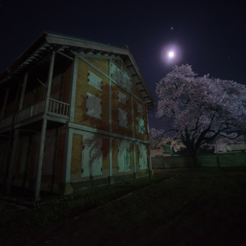 月影桜の西繭倉庫（富岡製糸場)