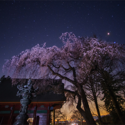 火星スピカの妙義神社総門桜
