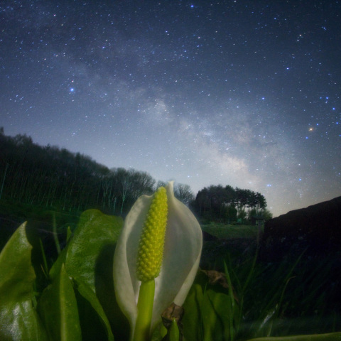 天の川の水芭蕉