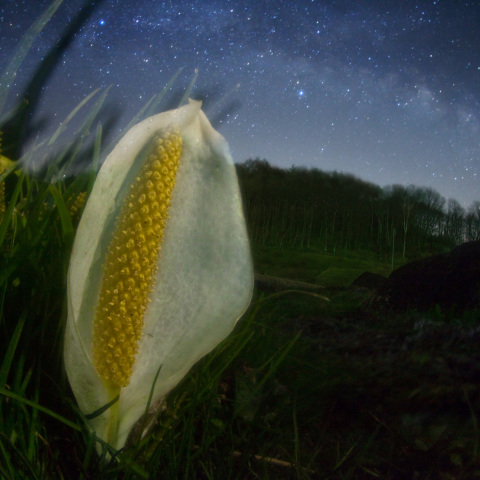 銀河の水芭蕉