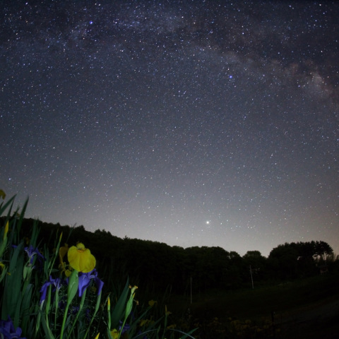 天の川の黄菖蒲