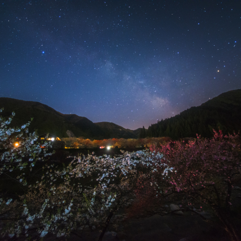 天の川の阿智花桃の里