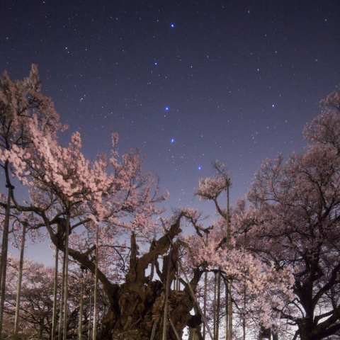 北斗の神代桜