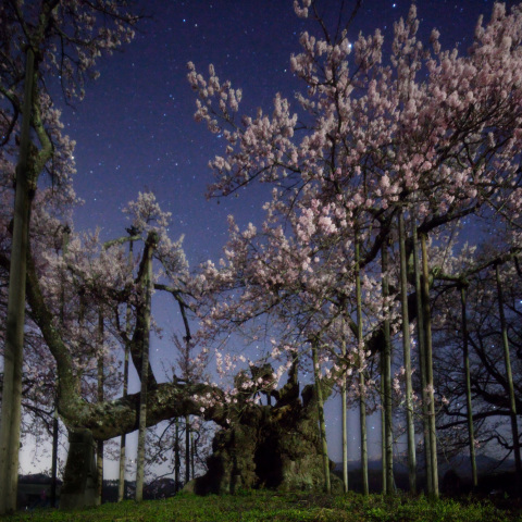 神夜桜