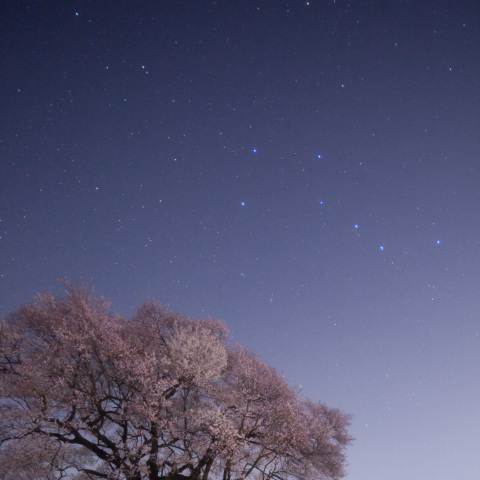 わに塚桜の北斗七星