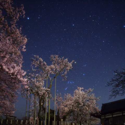 オリオン座の神代桜