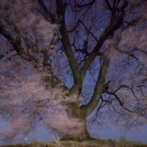 星風の舞い桜