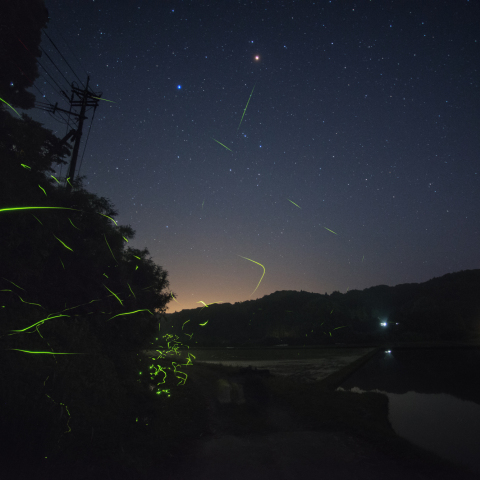 火星スピカの輝北平房ホタル(鹿児島県鹿屋市)