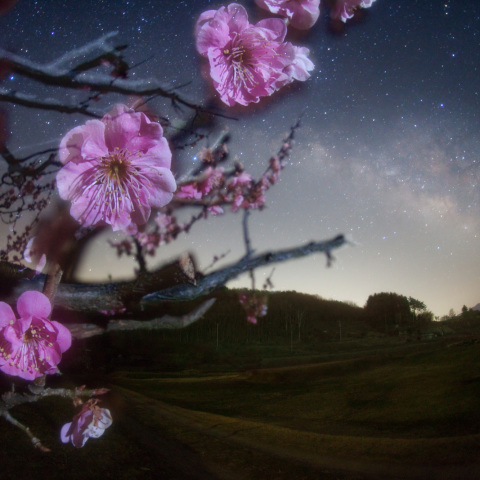 天の川に咲く紅梅