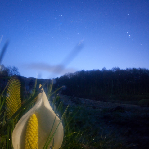 朝露の星ミズバショウ