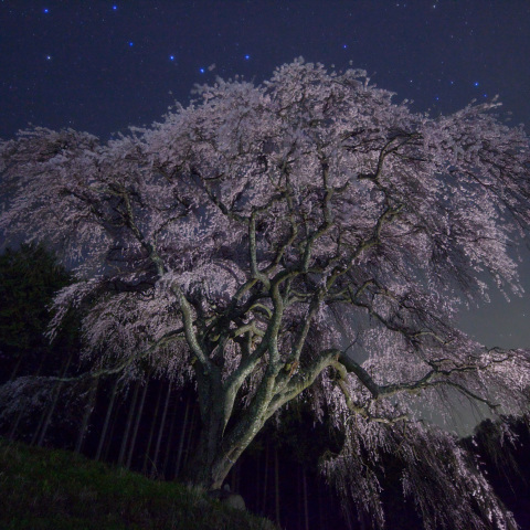 幽玄北斗の乙ヶ妻枝垂桜