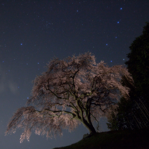 獅子北斗の孤高乙ヶ妻桜