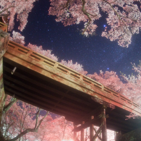 銀河に架かる桜雲橋