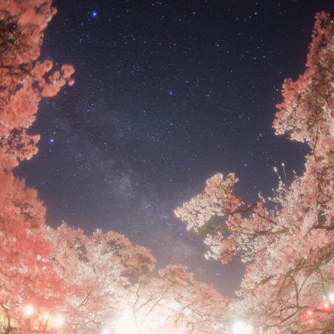 天の川の高遠コヒガンザクラ