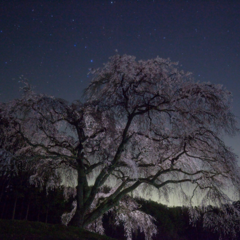 冠座の乙ヶ妻枝垂桜