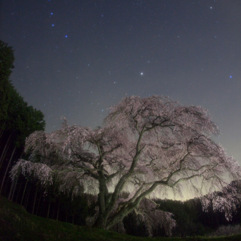 春の大曲線乙ヶ妻枝垂桜