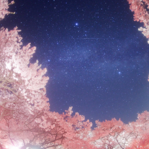 桜銀河の流星