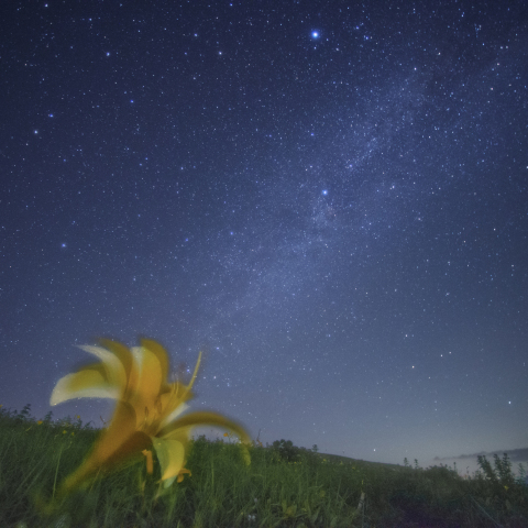 夏の大三角形と銀河の霧ヶ峰ニッコウキスゲ
