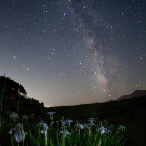 天の川の白菖蒲