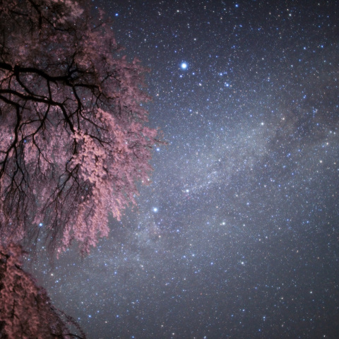 無限の銀河桜