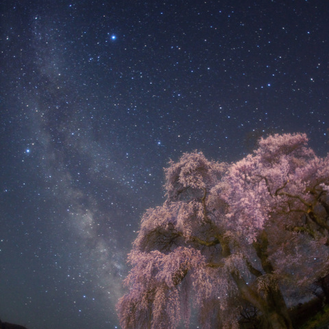 銀河の勝間薬師堂しだれ桜