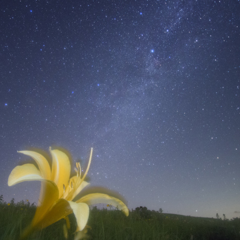 宇宙交信キスゲ