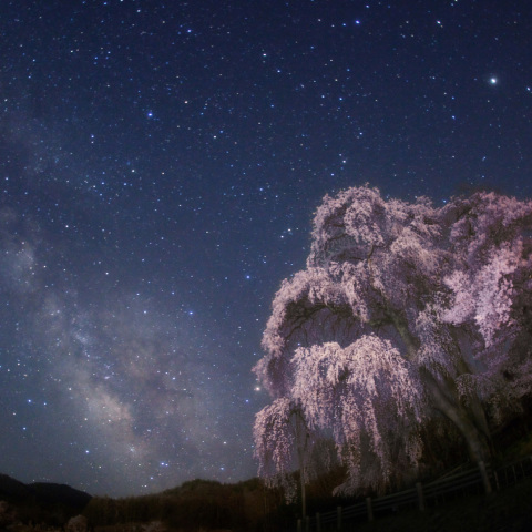天の川の勝間薬師堂枝垂れ桜