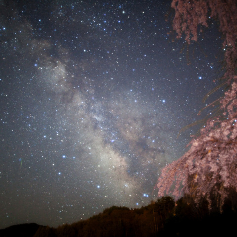 こと座流星群の銀河桜