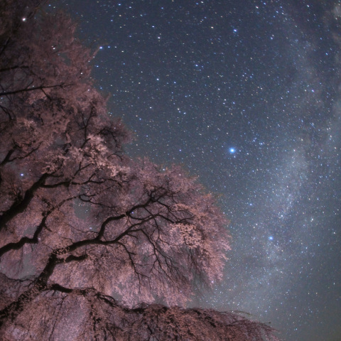 銀河枝垂る桜